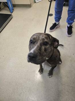 CHICAGO -  Catahoula Leopard Dog and Mixed Breed Dog for Adoption in Hagerstown, Maryland - CHICAGO | PetCurious