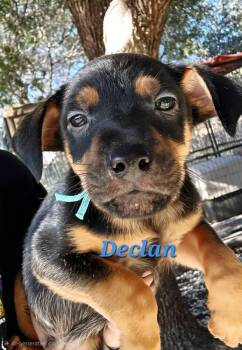Chihuahua Dogs Available for Adoption - Declan | PetCurious