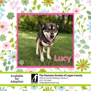 Rottweiler and Husky Dogs Available for Adoption in Lincoln, Illinois - Lucy | PetCurious
