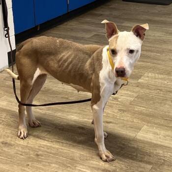 Vana -  Pit Bull Terrier and Terrier Dog for Adoption in East St. Louis, Illinois - Vana | PetCurious