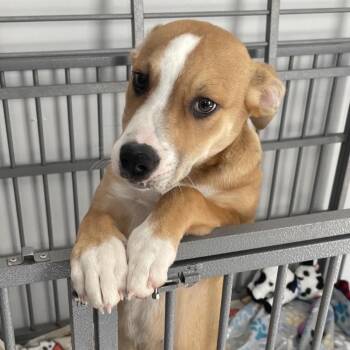 Rescue Mountain Cur Dogs for Adoption in Maysville, Kentucky - Spook | PetCurious