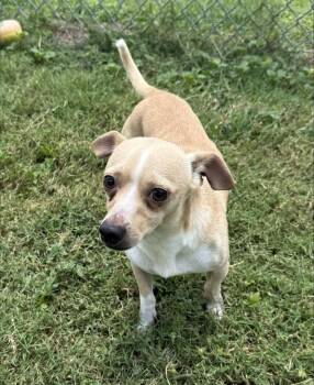 Whiskey -  Chihuahua Dog for Adoption in Schertz, Texas - Whiskey | PetCurious