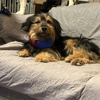 H.R. Fluff n Stuff aka Fluff -  Dachshund and Yorkshire Terrier Dog for Adoption in San Antonio, Texas - H.R. Fluff N Stuff Aka Fluff | PetCurious