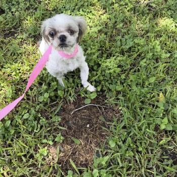 Bane -  Shih Tzu Dog for Adoption in Louise, Texas - Bane | PetCurious