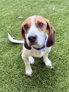 Rescue Beagle Dogs for Adoption in Charleston, South Carolina - Bowie | PetCurious