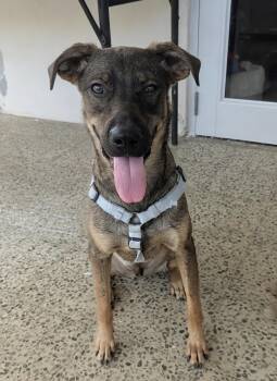 NATE - great with kids -  Labrador Retriever and Shepherd Dog for Adoption - NATE - Great With Kids | PetCurious