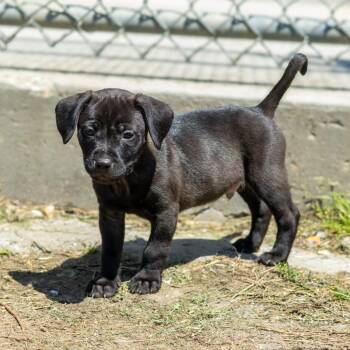 Star Crunch -  Mixed Breed Dog Available for Adoption in Wilmington, Delaware - Star Crunch | PetCurious