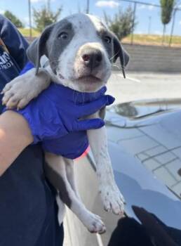 Kwame -  Mixed Breed Dog for Adoption in Atlanta, Georgia - Kwame | PetCurious