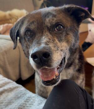 Kota -  Labrador Retriever and Catahoula Leopard Dog Dog for Adoption in Seattle, Washington - Kota | PetCurious