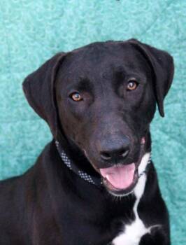 Ruffles -  Labrador Retriever and American Bully Dog for Adoption in New Bedford, Massachusetts - Ruffles | PetCurious