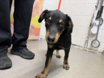RILEY -  Rottweiler and Mixed Breed Dog for Adoption in San Bernardino, California - RILEY | PetCurious