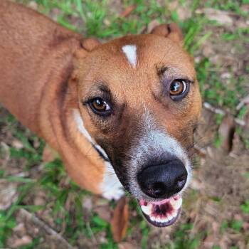 Roy -  Hound and Mixed Breed Dog for Adoption in Houston, Texas - Roy | PetCurious