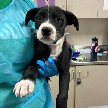 Labrador Retriever Dogs Available for Adoption - Kip | PetCurious