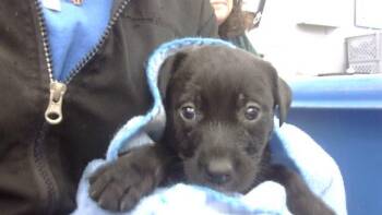 Rescue Mixed Breed Dogs for Adoption in Dallas, Texas - NINA | PetCurious