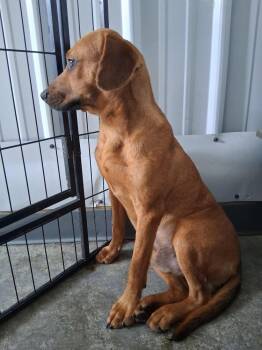 Walter -  Hound Dog for Adoption in Irwin, Pennsylvania - Walter | PetCurious