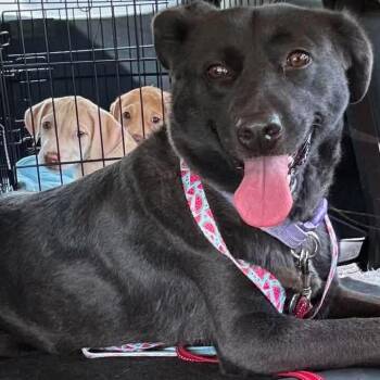 Bella -  Shepherd and Mixed Breed Dog for Adoption in Phoenix, Maryland - Bella | PetCurious