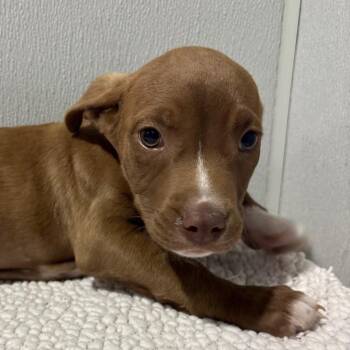 Labrador Retriever and Mixed Breed Dogs Available for Adoption - Hiro | PetCurious