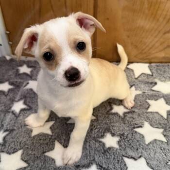 Terrier Dogs Available for Adoption - Max | PetCurious