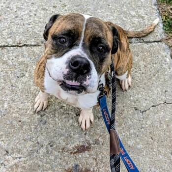 Rescue Pit Bull Terrier Dogs for Adoption in Buffalo, New York - Peanut Briddle | PetCurious