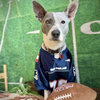 Mixed Breed and Pit Bull Terrier Dogs Available for Adoption - Lilly  | PetCurious