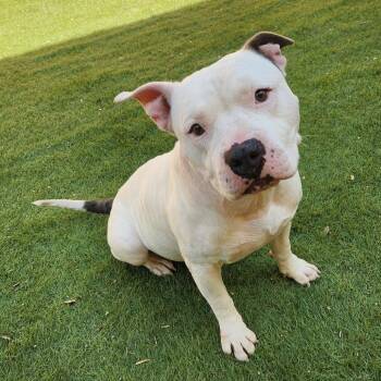 Atticus JuM -  Staffordshire Bull Terrier Dog for Adoption in Austin, Texas - Atticus JuM | PetCurious