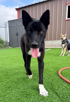 Jasper -  Border Collie and Mixed Breed Dog for Adoption in Evergreen, Colorado - Jasper | PetCurious