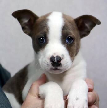 Boxer and Cattle Dog Dogs Available for Adoption in Kansas City, Kansas - Tony (AO36424) | PetCurious