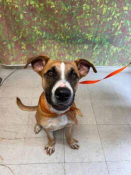 Pickle -  Shepherd and Mixed Breed Dog for Adoption in San Antonio, Texas - Pickle | PetCurious