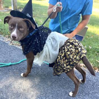 Gigi Hadid -  Chocolate Labrador Retriever and Collie Dog for Adoption in Andover, Massachusetts - Gigi Hadid | PetCurious