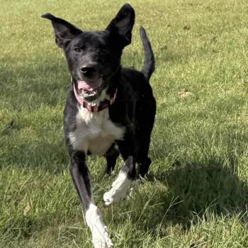 Clara -  Border Collie and Mixed Breed Dog for Adoption in Kansas City, Missouri - Clara | PetCurious