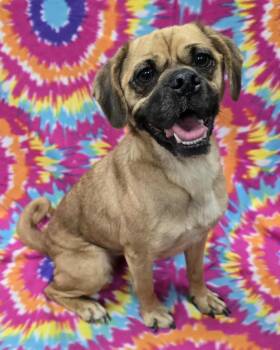 Puggle Dogs Available for Adoption - Judith | PetCurious