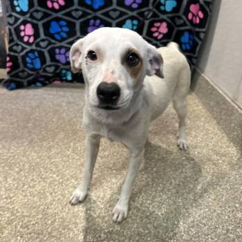 IVHS-Stray-141540 -  Parson Russell Terrier Dog for Adoption in San Gabriel, California - IVHS-Stray-141540 | PetCurious