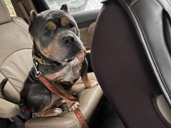 Sammy -  Mixed Breed Dog for Adoption in Cincinnati, Ohio - Sammy | PetCurious