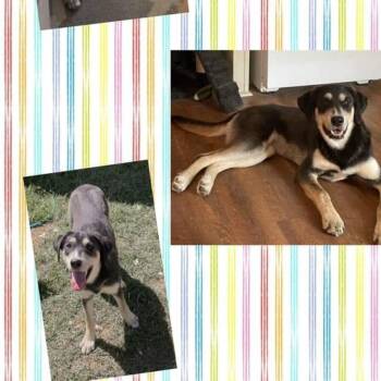 Rescue Labrador Retriever and Husky Dogs for Adoption in Idaho Falls, Idaho - Whiskey | PetCurious