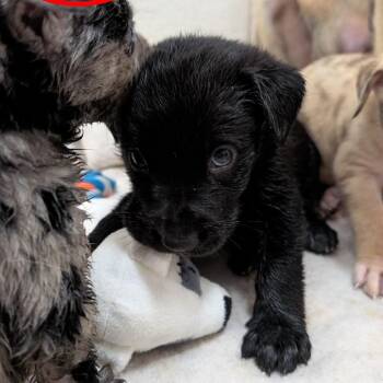 Puppy 11 -  Catahoula Leopard Dog and Shepherd Dog for Adoption in Buchanan Dam, Texas - Puppy 11 | PetCurious