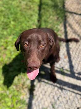 Tater Tot -  Mixed Breed Dog for Adoption in Leitchfield, Kentucky - Tater Tot | PetCurious