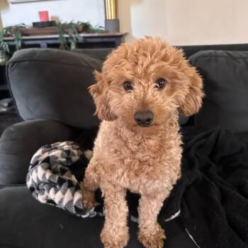 Poodle Dogs Available for Adoption - Beethoven | PetCurious