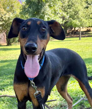 Rescue Doberman Pinscher Dogs for Adoption in Pittsburg, California - *SOZZLE SLANG *SPECIAL NEEDS | PetCurious