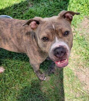 Garvey -  Mixed Breed Dog for Adoption in Myrtle Beach, South Carolina - Garvey | PetCurious