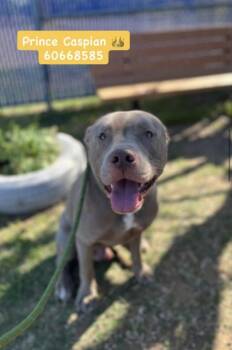 Pit Bull Terrier Dogs Available for Adoption in Littleton, Colorado - Cale | PetCurious