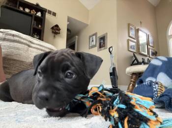 Gala -  Mixed Breed Dog for Adoption - Gala | PetCurious