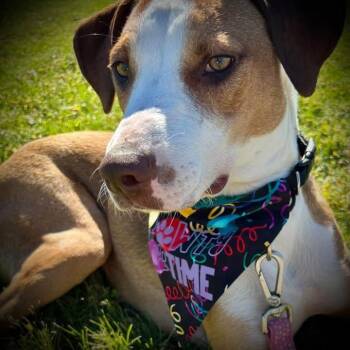 Gemma -  Catahoula Leopard Dog Dog for Adoption in Orland Park, Illinois - Gemma | PetCurious