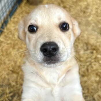 Belmont -  Mixed Breed Dog for Adoption in Moab, Utah - Belmont | PetCurious