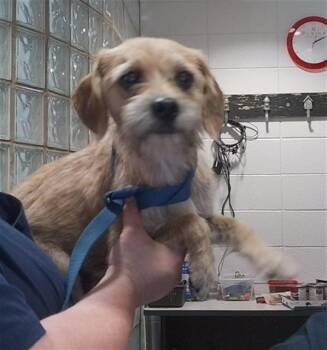 MAGGIE MAY -  Cairn Terrier and Mixed Breed Dog for Adoption - MAGGIE MAY | PetCurious