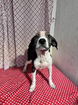 Catahoula Leopard Dog Dogs Available for Adoption in Opelousas, Louisiana - BUTTON | PetCurious