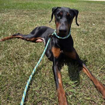 Nyx -  Doberman Pinscher Dog for Adoption in Gonzales, Louisiana - Nyx | PetCurious