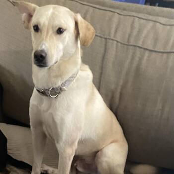 Golden Retriever and Labrador Retriever Dogs Available for Adoption in Roanoke, Virginia - Atlas | PetCurious