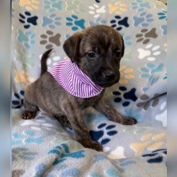 German Shepherd Dog Dogs Available for Adoption in Plano, Texas - Cricket | PetCurious