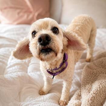 Cocker Spaniel Dogs Available for Adoption in Houston, Texas - Clarence - Sweet, Calm, Affectionate, Overall Great Pup & Great  | PetCurious