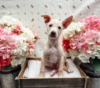 Australian Shepherd and Chihuahua Dogs Available for Adoption in Newberg, Oregon - Cash | PetCurious